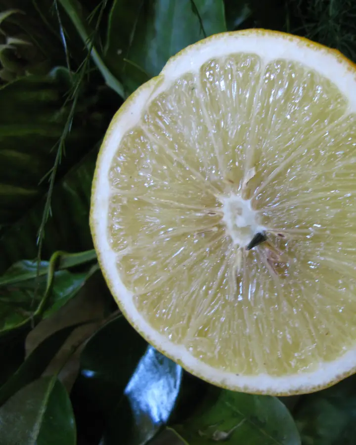 Aufgeschnittene Bergamotte, hellgelbes Fruchtfleisch zwischen Blättern
