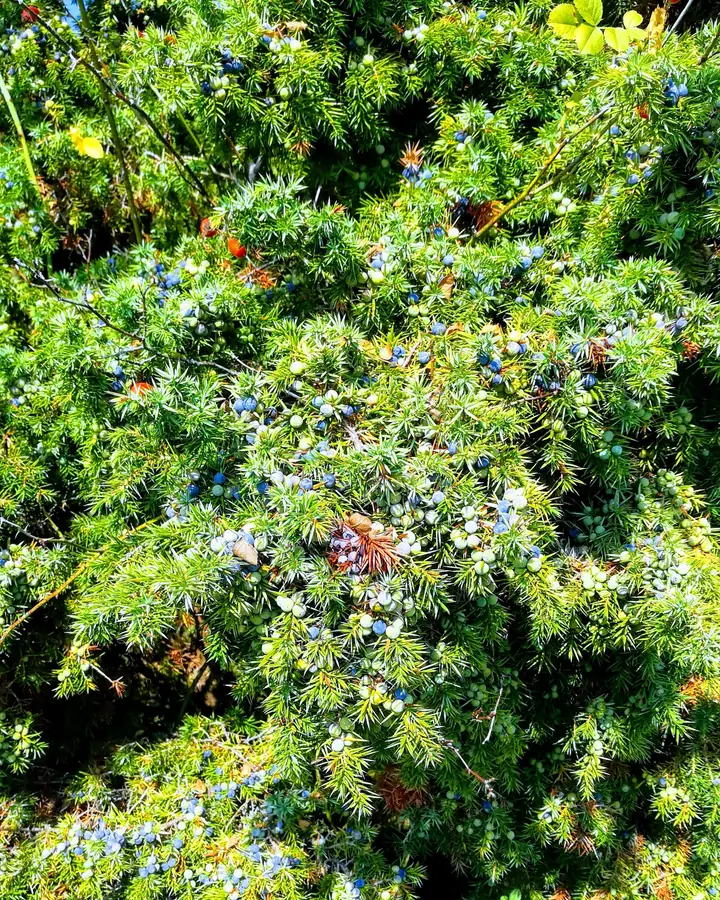 Wacholderstrauch mit reifen, blau bereiften Beeren auf einer Heide