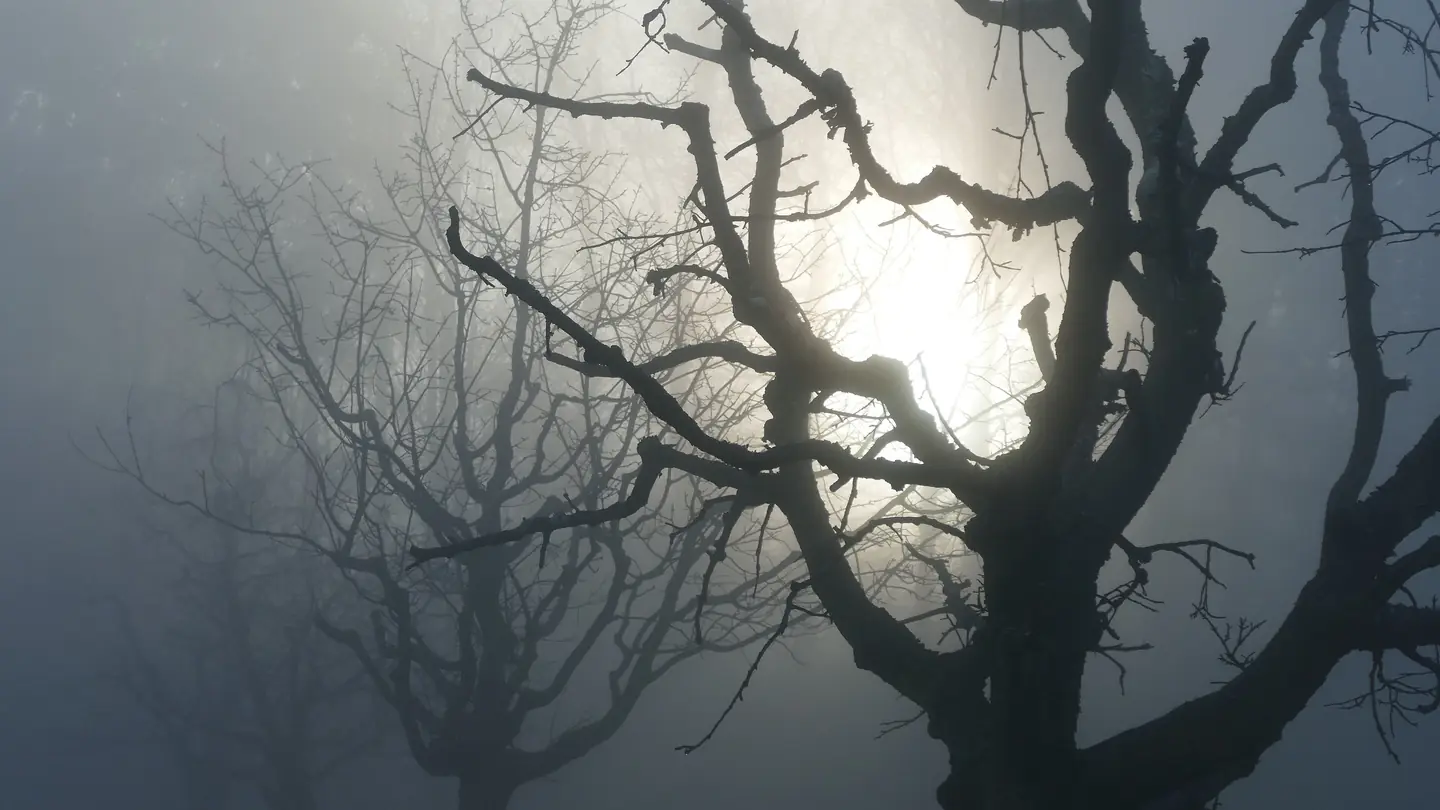 Kahle Bäume im dichten Nebel, die Sonne als heller Fleck dahinter