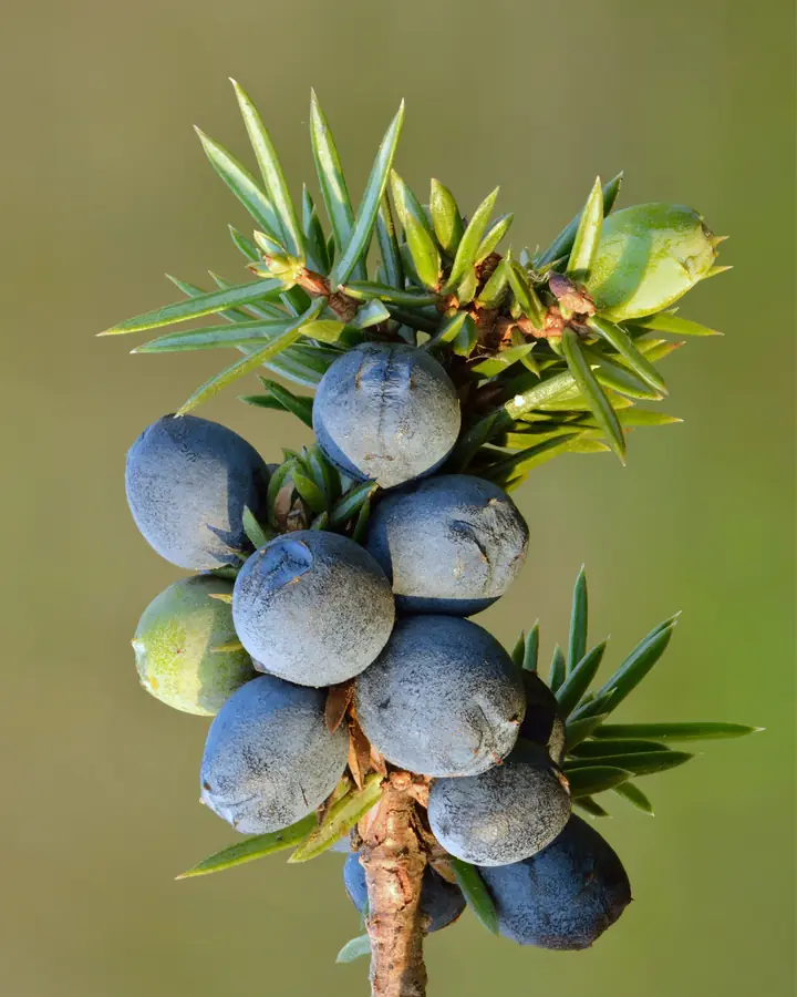Zweig mit blau bereiften Wacholderbeeren vor grünem Hintergrund